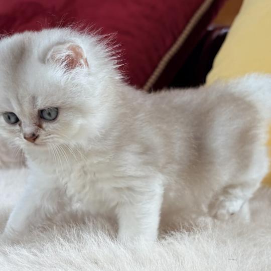 chaton Highland Fold blue golden point BREIZH ATAO Chatterie Da Viken