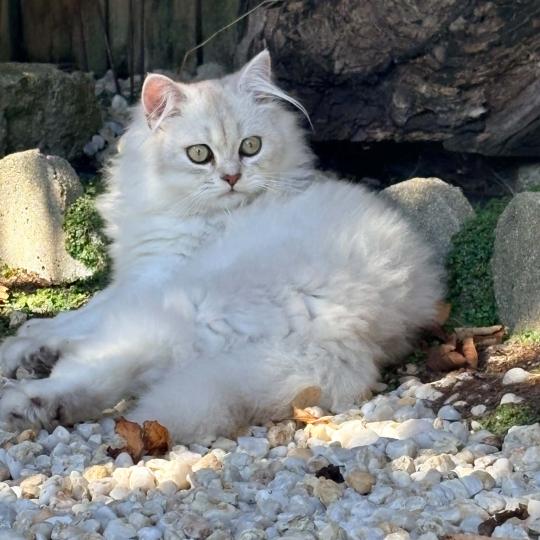 chaton Highland Fold chocolate silver tabby BIZH DE BREIZH Chatterie Da Viken