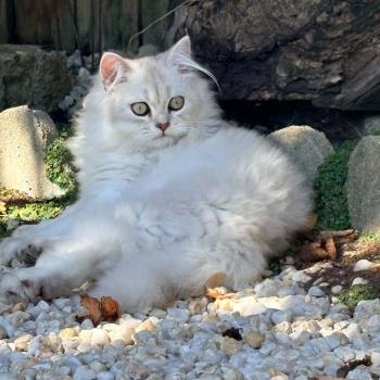 chaton Highland Fold chocolate silver tabby BIZH DE BREIZH Chatterie Da Viken