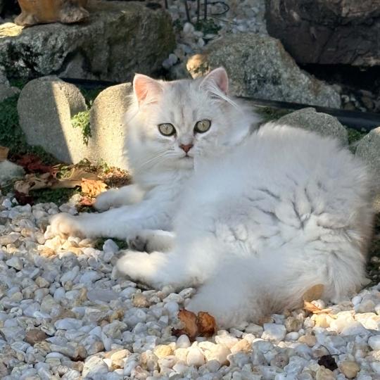 chaton Highland Fold chocolate silver tabby BIZH DE BREIZH Chatterie Da Viken