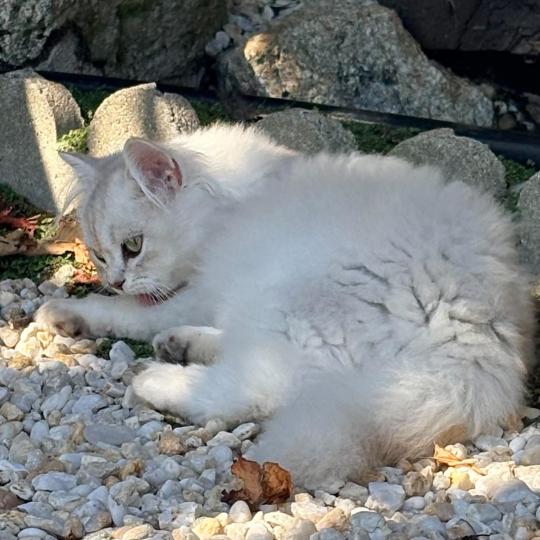 chaton Highland Fold chocolate silver tabby BIZH DE BREIZH Chatterie Da Viken