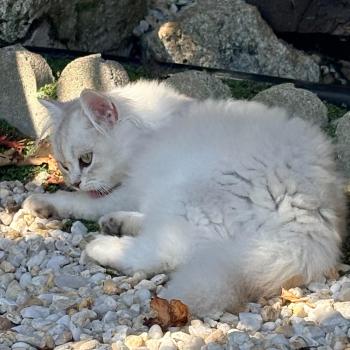 chaton Highland Fold chocolate silver tabby BIZH DE BREIZH Chatterie Da Viken