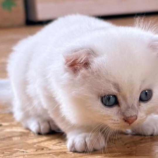 chaton Highland Fold blue golden point BREIZH IZEL Chatterie Da Viken