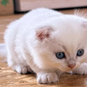 chaton Highland Fold blue golden point BREIZH IZEL Chatterie Da Viken
