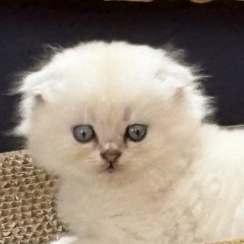 chaton Highland Fold blue golden point Breizh Kalon Chatterie Da Viken