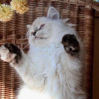 chaton Highland Straight seal point TEAMS Chatterie Da Viken chaton Highland Straight seal point TEAMS Chatterie Da Viken