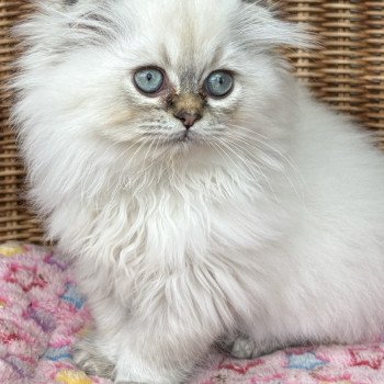 chaton Highland Fold seal golden point Vivaldi Chatterie Da Viken