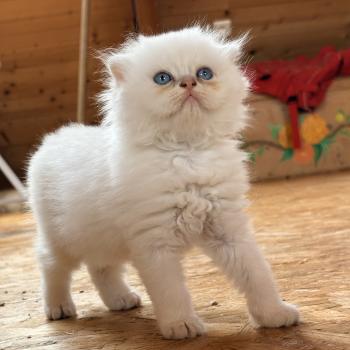 chaton Highland Straight chocolate silver ticked tabby Bevet Breizh Chatterie Da Viken