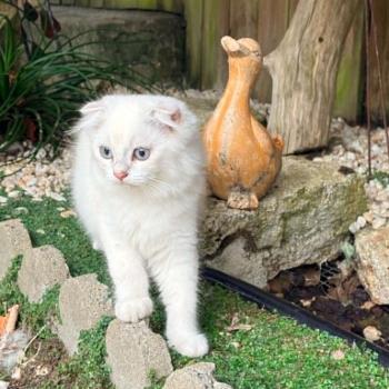 chaton Highland Straight chocolate silver ticked tabby Bevet Breizh Chatterie Da Viken