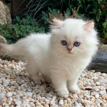 chaton Highland Straight chocolate golden point Byzance Chatterie Da Viken