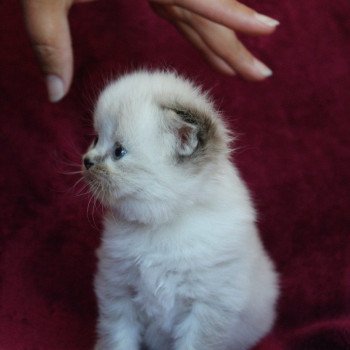 chaton Highland Straight seal point Voyage à Versailles Chatterie Da Viken