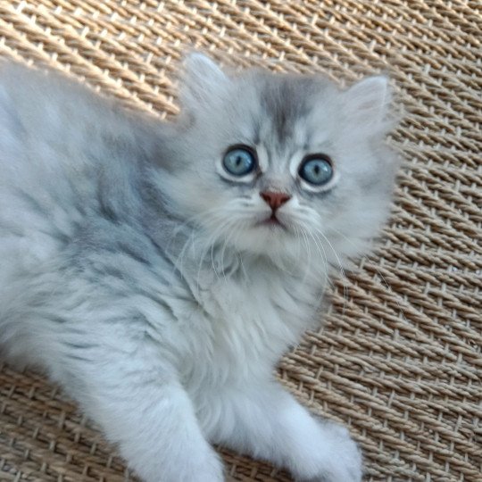 chaton Highland Straight blue silver shaded Watson Chatterie Da Viken