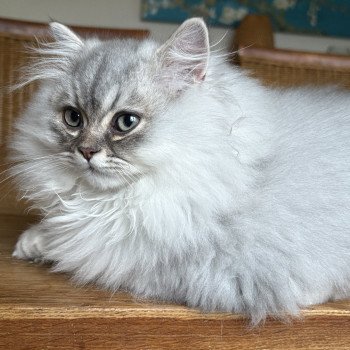 chaton Highland Straight blue silver shaded Watson Chatterie Da Viken