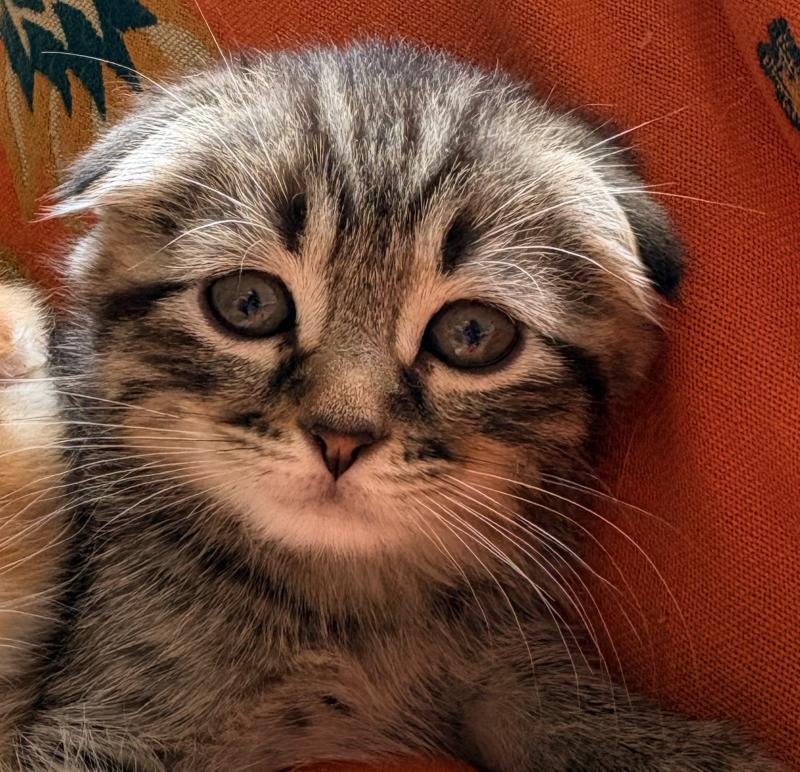 Black-Jacq Da Viken Mâle Scottish Fold