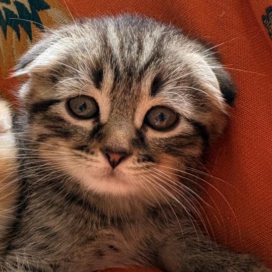 Black-Jacq Da Viken Mâle Scottish Fold
