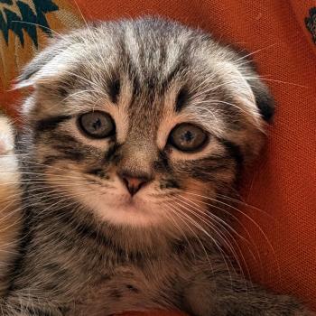 chaton Scottish Fold brown mackerel tabby Black-Jacq Chatterie Da Viken