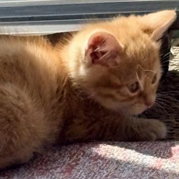 chaton Scottish Straight red mackerel tabby Balzac Chatterie Da Viken