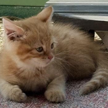 chaton Scottish Straight red mackerel tabby Brownie Chatterie Da Viken